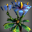 Blue_Anemone_Icon.png